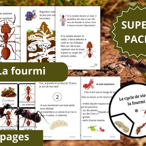 Montessori Super Pack Ciclo di vita della formica Libretto di attività 70 pagine + 24 carte di nomenclatura dell'anatomia della formica + Libretto da realizzare