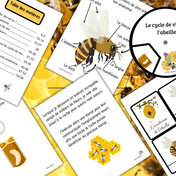 Montessori Cycle de vie de l'abeille 59 fiches d'activité avec Cartes de nomenclature sur l'anatomie de l'abeille incluses