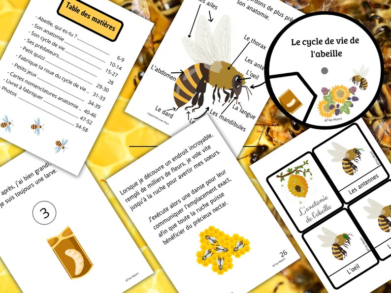 Montessori Cycle de vie de l'abeille 59 fiches d'activité avec Cartes