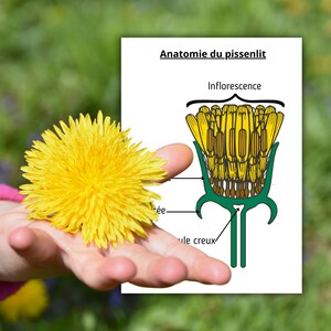 Montessori Le Pissenlit Livret d'activité avec anatomie et cycle de vie 40 fiches d'activité ludiques image 4