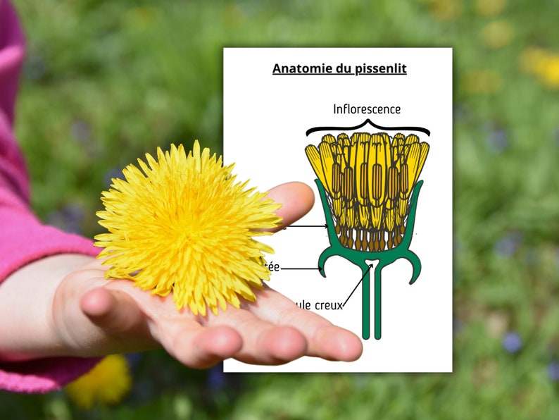 Montessori Le Pissenlit Livret d'activité avec anatomie et cycle de vie 40 fiches d'activité ludiques image 4