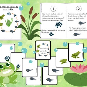 Montessori Super pack Cycle de vie de la grenouille Livret à fabriquer Fichier anatomie interne 61 Cartes incluses image 8