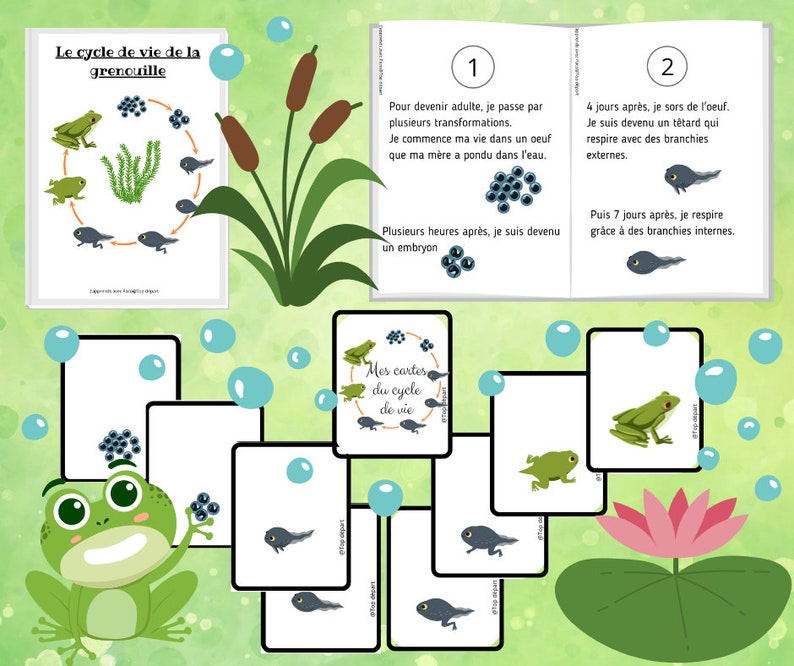 Montessori Super pack Cycle de vie de la grenouille Livret à fabriquer Fichier anatomie interne 61 Cartes incluses image 8