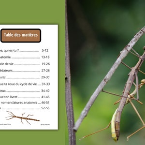 Montessori Life cycle of the stick insect 56 activity sheets with nomenclature cards on the anatomy of the stick insect included image 3