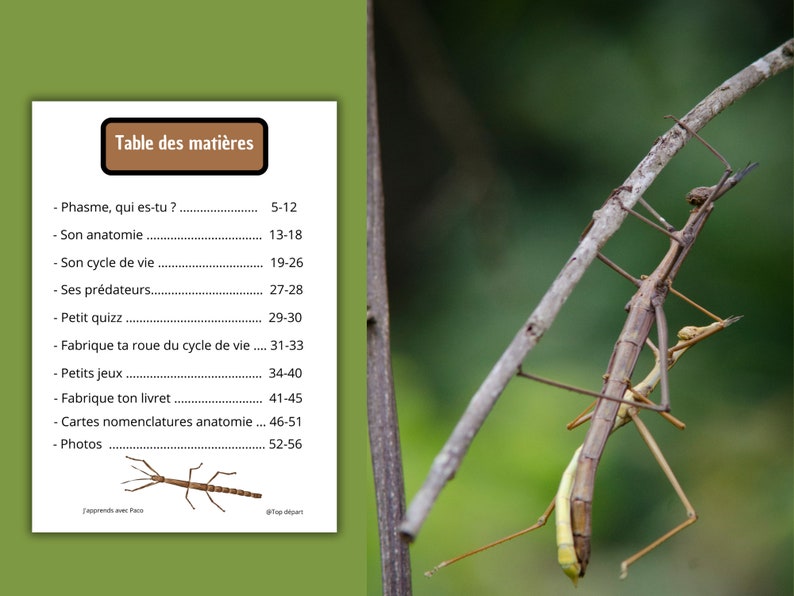 Montessori Cycle de vie du Phasme 56 fiches d'activité avec Cartes de nomenclature sur l'anatomie du phasme incluses image 3