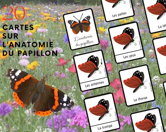 Papillon Pack de 20 Cartes de nomenclature Montessori sur l'anatomie du papillon + Livret à fabriquer