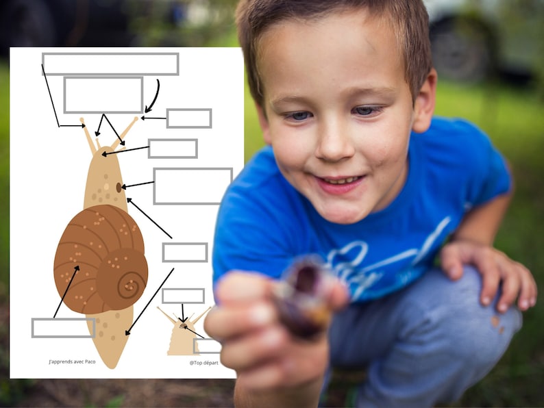 Montessori Super pack Cycle de vie de l'escargot Fichier anatomie interne guide d'élevage 66 Cartes incluses image 2