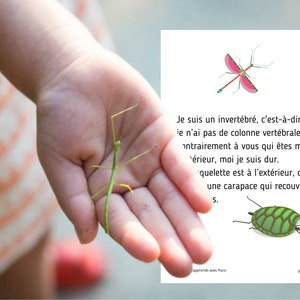 Montessori Cycle de vie du Phasme 56 fiches d'activité avec Cartes de nomenclature sur l'anatomie du phasme incluses image 4