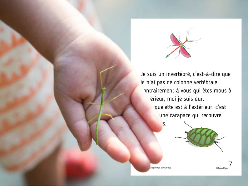 Montessori Cycle de vie du Phasme 56 fiches d'activité avec Cartes de nomenclature sur l'anatomie du phasme incluses image 4