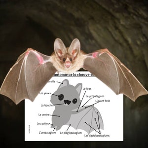 Montessori Cycle de vie de la Chauve-Souris 57 fiches d'activité + Cartes sur l'anatomie de la chauve-souris + Livret à fabriquer