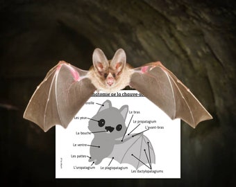 Montessori Cycle de vie de la Chauve-Souris 57 fiches d'activité + Cartes sur l'anatomie de la chauve-souris + Livret à fabriquer