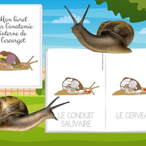 Montessori Super pack Cycle de vie de l'escargot Fichier anatomie interne guide d'élevage 66 Cartes incluses image 9