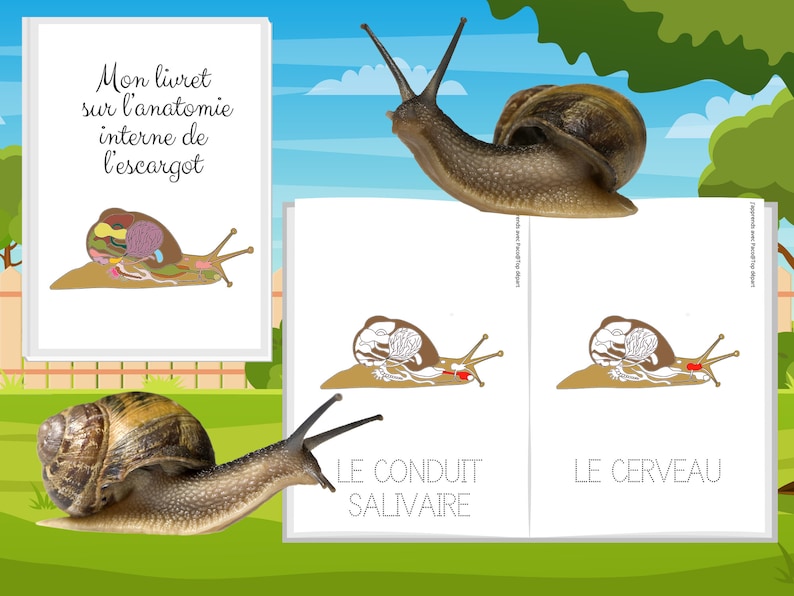 Montessori Super pack Cycle de vie de l'escargot Fichier anatomie interne guide d'élevage 66 Cartes incluses image 9