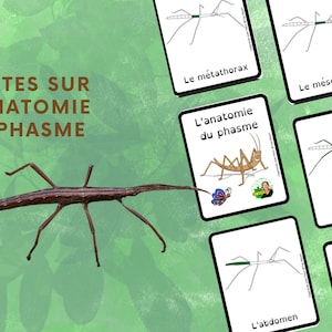 Montessori Life cycle of the stick insect 56 activity sheets with nomenclature cards on the anatomy of the stick insect included image 10