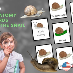 Escargot Pack de 18 Cartes de nomenclature Montessori sur l'anatomie de l'escargot Langue Anglaise