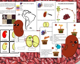 Montessori Le haricot Livret d'activité de 52 fiches - Cycle de vie du haricot - Anatomie du haricot - Etude Germination d'une graine