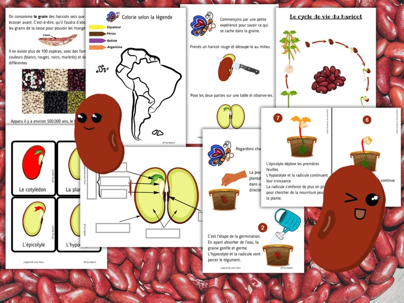 Montessori Le haricot Livret d'activité de 52 fiches Cycle de vie du haricot Anatomie du haricot Etude Germination d'une graine image 1