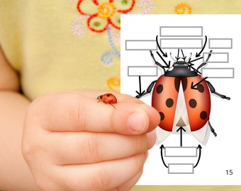 Montessori Life Cycle of the Ladybug 55 activity sheets with nomenclature cards and booklet on the anatomy of the ladybug included