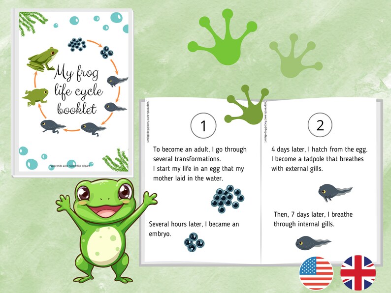 Grenouille Pack of 17 sheets on the Life Cycle of the Frog Unit study Booklet to make on the transformation phases image 2