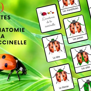 Ladybug Pack of 20 Montessori nomenclature cards on the anatomy of the ladybug image 1