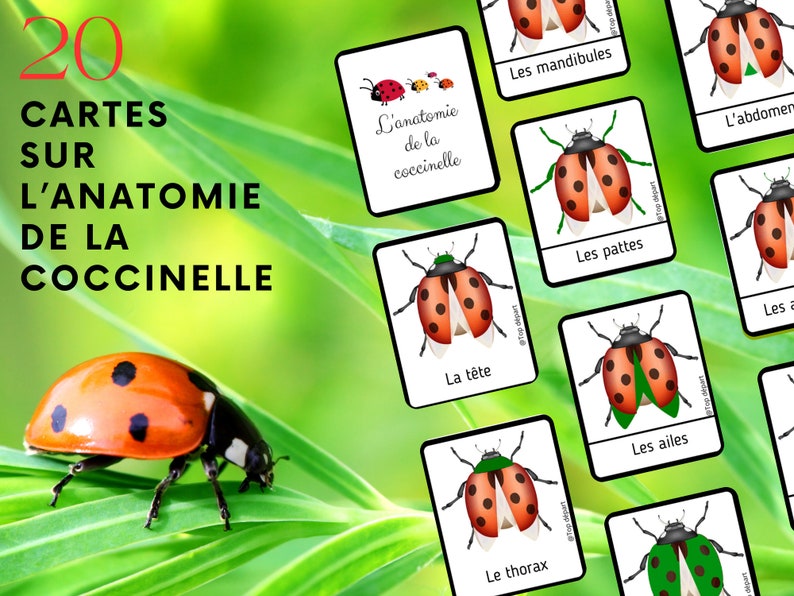 Ladybug Pack of 20 Montessori nomenclature cards on the anatomy of the ladybug image 1