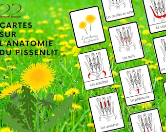 Montessori Pack de 22 Cartes de nomenclature sur l'anatomie du pissenlit + Livret de 11 pages à fabriquer