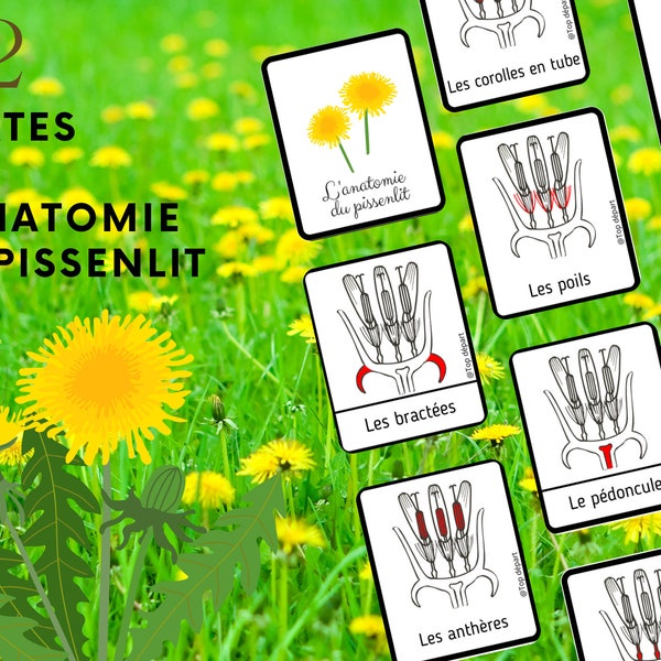 Montessori Pack of 22 nomenclature cards on the anatomy of the dandelion + 11-page booklet to make