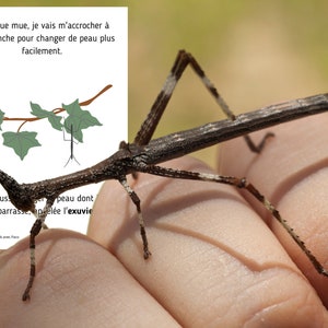 Montessori Life cycle of the stick insect 56 activity sheets with nomenclature cards on the anatomy of the stick insect included image 1