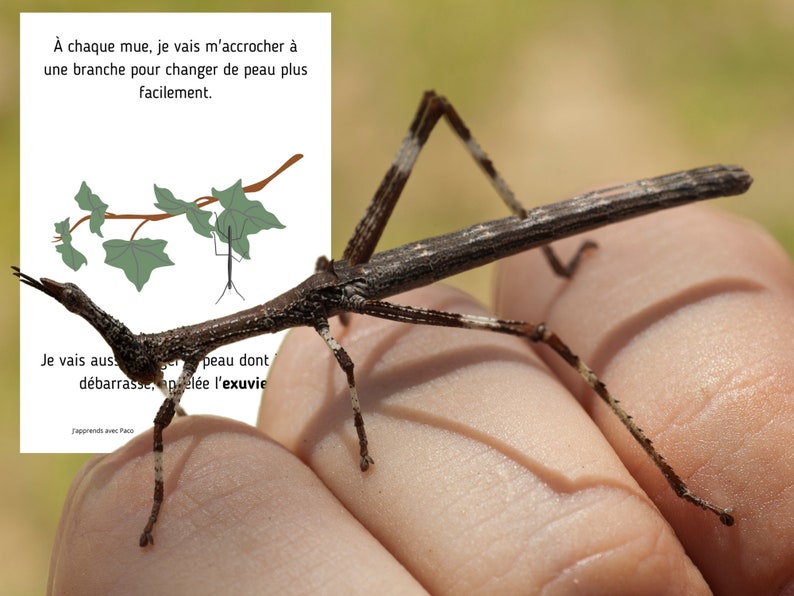 Montessori Life cycle of the stick insect 56 activity sheets with nomenclature cards on the anatomy of the stick insect included image 1