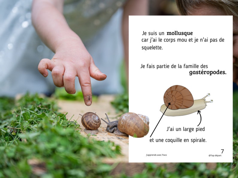 Montessori Super pack Cycle de vie de l'escargot Fichier anatomie interne guide d'élevage 66 Cartes incluses image 3