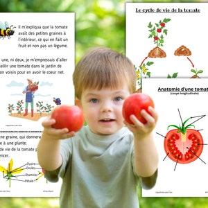 Montessori The Tomato Activity booklet with anatomy and life cycle 57 fun activity sheets