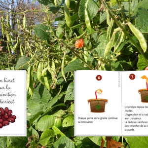 Montessori Le haricot Livret d'activité de 52 fiches Cycle de vie du haricot Anatomie du haricot Etude Germination d'une graine image 7