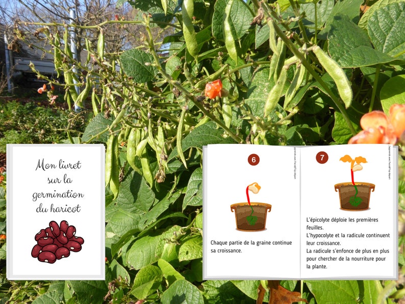 Montessori Le haricot Livret d'activité de 52 fiches Cycle de vie du haricot Anatomie du haricot Etude Germination d'une graine image 7