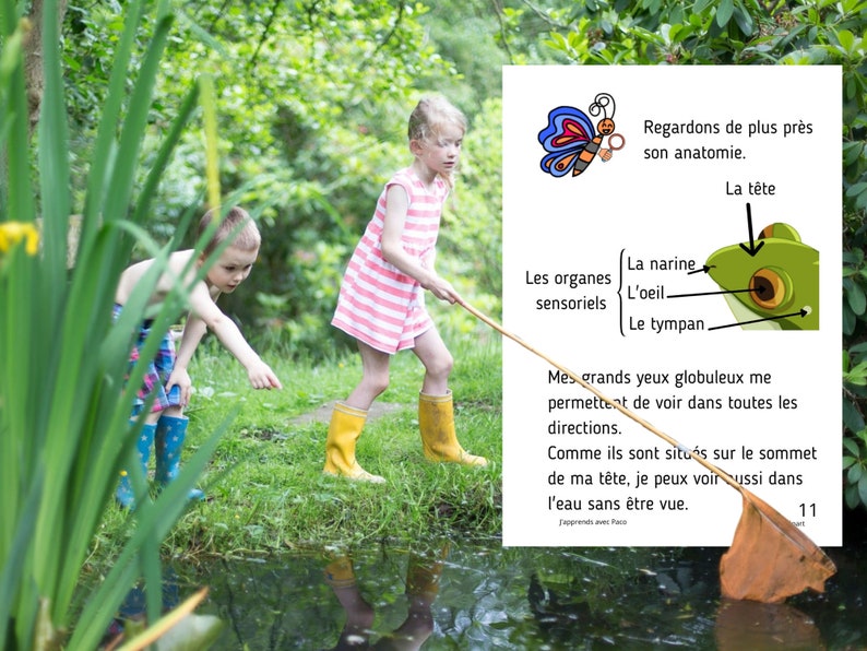 Montessori Cycle de vie de la Grenouille 56 fiches d'activité avec Cartes de nomenclature sur l'anatomie de la grenouille incluses image 5