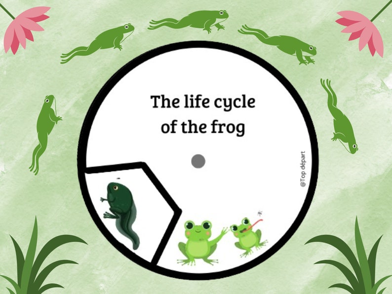 Grenouille Pack of 17 sheets on the Life Cycle of the Frog Unit study Booklet to make on the transformation phases image 1