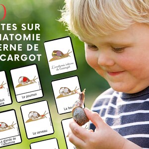 Montessori Super pack Cycle de vie de l'escargot Fichier anatomie interne guide d'élevage 66 Cartes incluses image 10