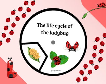 Ladybug Pack of 16 sheets on the Life Cycle of the Ladybug - Study of the Ladybug unit