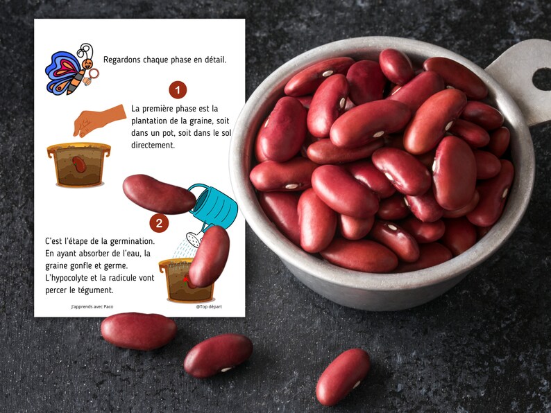 Montessori Le haricot Livret d'activité de 52 fiches Cycle de vie du haricot Anatomie du haricot Etude Germination d'une graine image 5