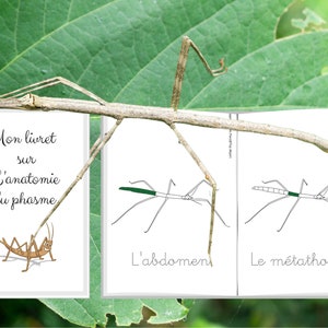 Montessori Life cycle of the stick insect 56 activity sheets with nomenclature cards on the anatomy of the stick insect included image 9