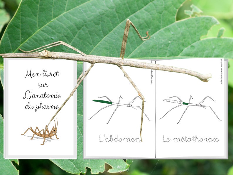 Montessori Life cycle of the stick insect 56 activity sheets with nomenclature cards on the anatomy of the stick insect included image 9