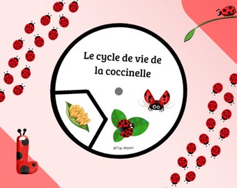 Montessori Coccinelle Lot de 16 fiches sur le Cycle de vie de la Coccinelle - Les différentes phases de transformation de la Coccinelle