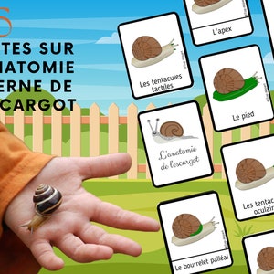 Montessori Super pack Cycle de vie de l'escargot Fichier anatomie interne guide d'élevage 66 Cartes incluses image 7