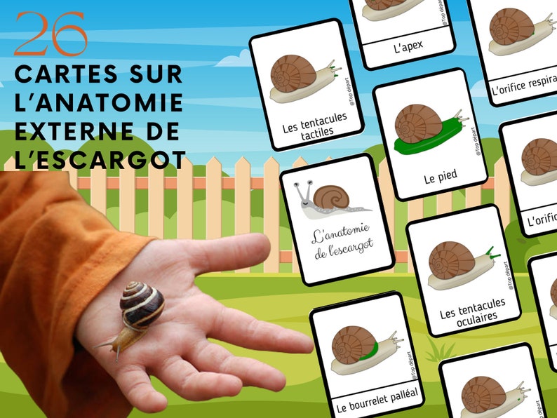 Montessori Super pack Cycle de vie de l'escargot Fichier anatomie interne guide d'élevage 66 Cartes incluses image 7