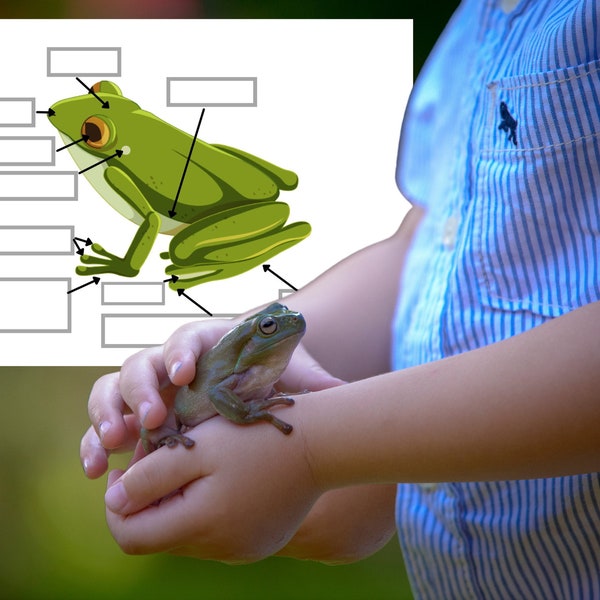 Montessori Cycle de vie de la Grenouille 56 fiches d'activité avec Cartes de nomenclature sur l'anatomie de la grenouille incluses