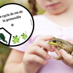 Montessori Cycle de vie de la Grenouille 56 fiches d'activité avec Cartes de nomenclature sur l'anatomie de la grenouille incluses image 7