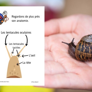 Montessori Super pack Cycle de vie de l'escargot Fichier anatomie interne guide d'élevage 66 Cartes incluses image 4