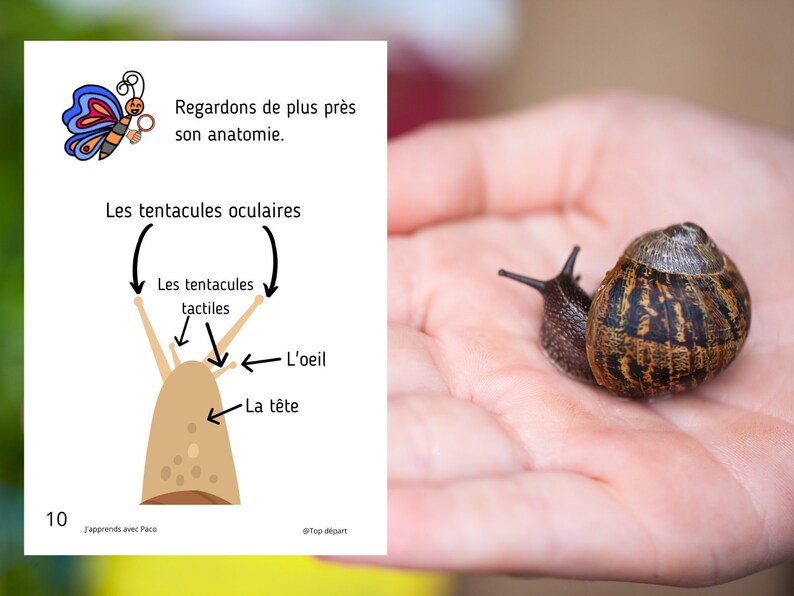 Montessori Super pack Cycle de vie de l'escargot Fichier anatomie interne guide d'élevage 66 Cartes incluses image 4