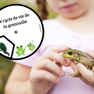 Montessori Super pack Cycle de vie de la grenouille Livret à fabriquer Fichier anatomie interne 61 Cartes incluses image 6