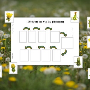 Montessori Le Pissenlit Livret d'activité avec anatomie et cycle de vie 40 fiches d'activité ludiques image 9