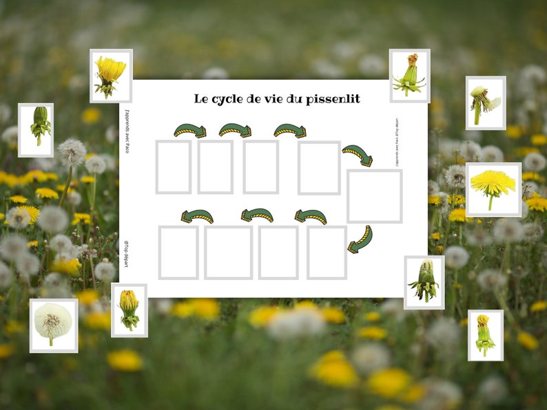 Montessori Le Pissenlit Livret d'activité avec anatomie et cycle de vie 40 fiches d'activité ludiques image 9